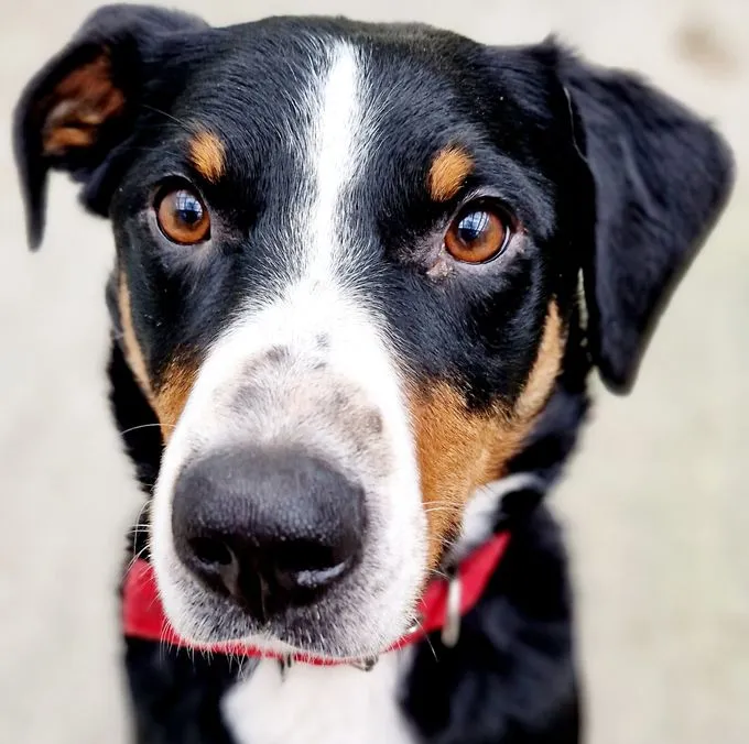 Dog from shelter, Milo | Tricolor Appenzeller Sennenhund Male