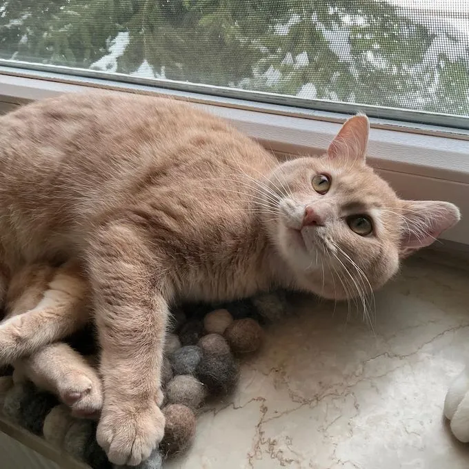 Foxy - Europäisch Kurzhaar zur Adoption