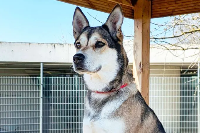 Hund aus Tierheim, Shila | Husky Labrador Mix Weiblich