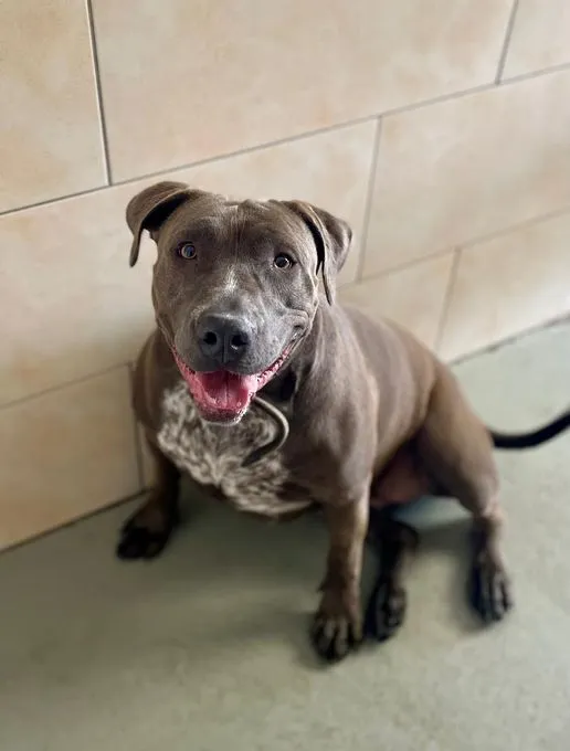 Dog from shelter, Ria | Staffordshire Terrier Female