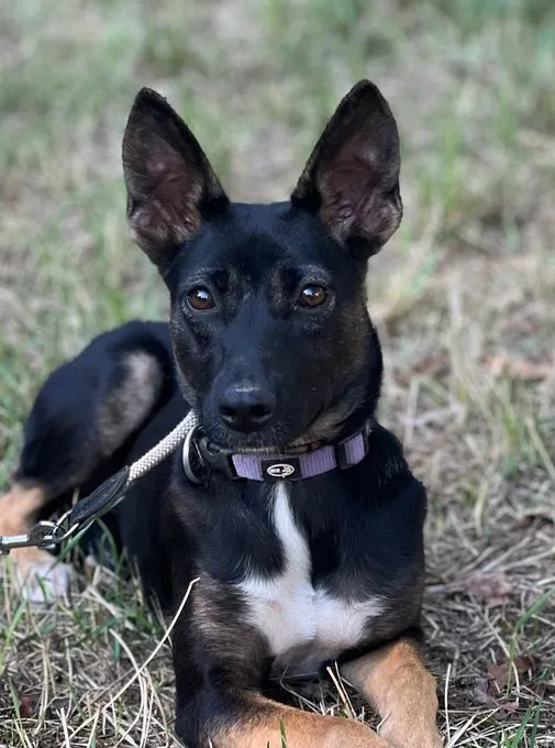 Sira - Mischling zur Adoption