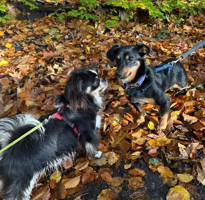 Mambo - Dackel-Mix zur Adoption