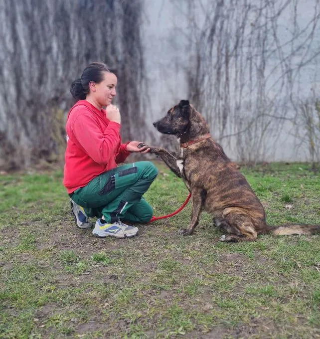 Dog from shelter, Zeus | Hollandse Herdeshond Male