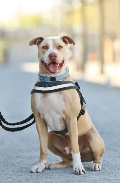 Dog from shelter, Donnie | Staffordshire Mix Male