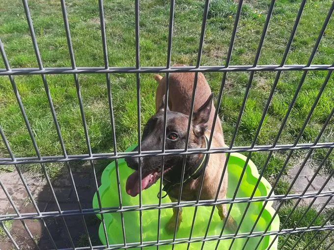 Dog from shelter, Lio | Malinois Female