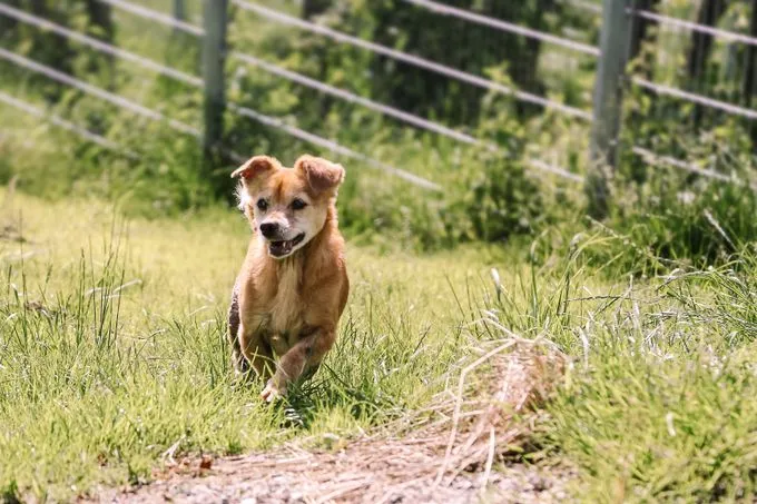 Heike - chihuahua-mix zur Adoption