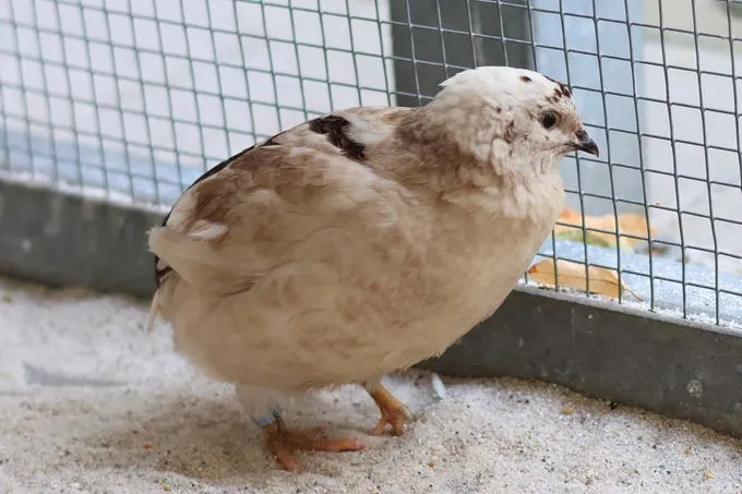 Harald, Hektor & Duck - Coturnix Quail zur Adoption