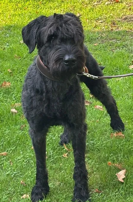 Camielo - riesenschnauzer zur Adoption