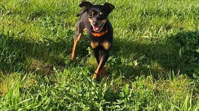 Dog from shelter, Peanut | Schwarz Prager Rattler Female