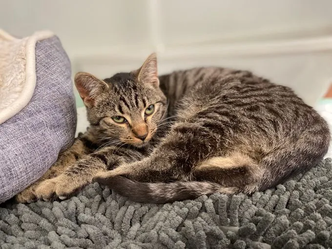 Lady Diana - EKH zur Adoption