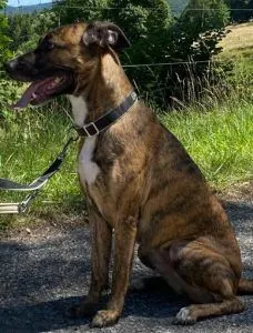 Dog from shelter, Luna | Malinois Boxer Mischling Female