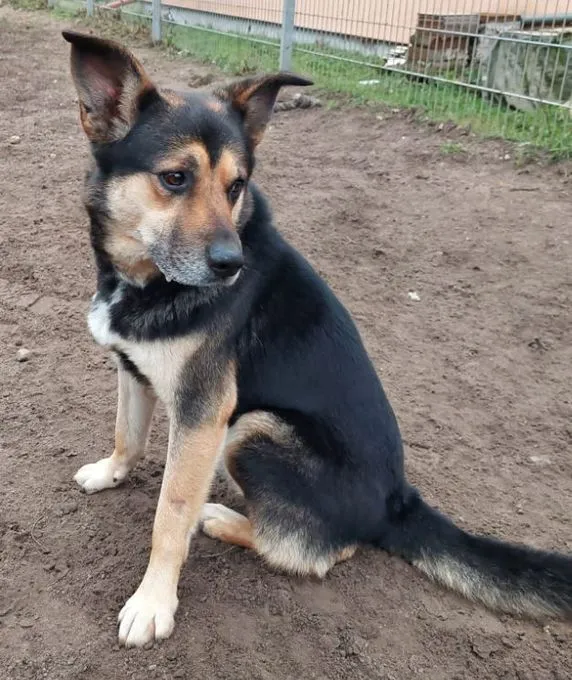 Dog from shelter, Timba | Schäferhund Mix Male