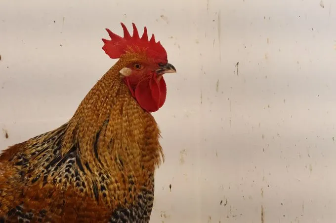 Walkie-Talkie - Bielefelder Kennhuhn zur Adoption