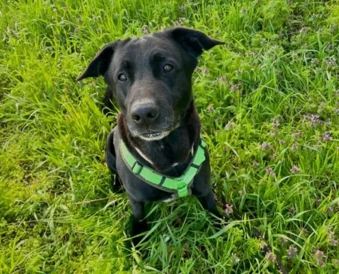 Dog from shelter, Atschi | Labrador Mix Male