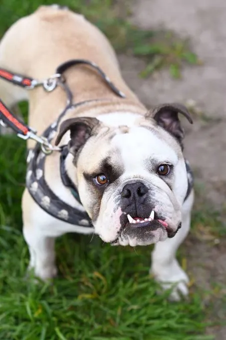 Dog from shelter, Semmel | Englische Bulldogge Female