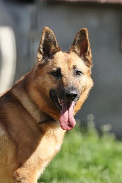 Tango - Deutscher Schäferhund zur Adoption
