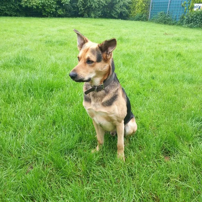 Dog from shelter, Dobby | Schwarz Braun Mix Male