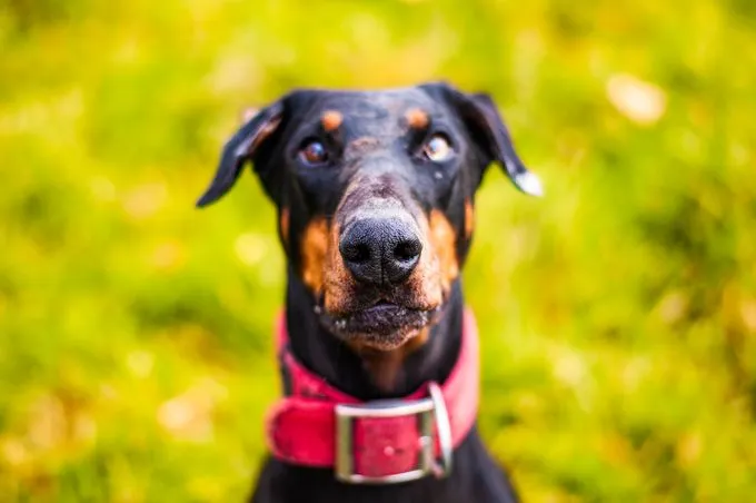 Hund aus Tierheim, Susi Mit Zeus | Schwarz Loh Dobermann Weiblich