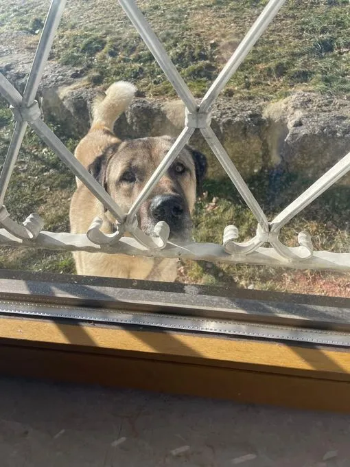 Dog from shelter, Moritz | Kangal Kaukasier Male