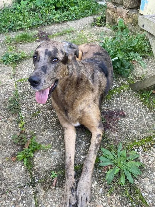 Dog from shelter, Zelda | Braun Mit Schwarze Punkte Doggen Mix Female