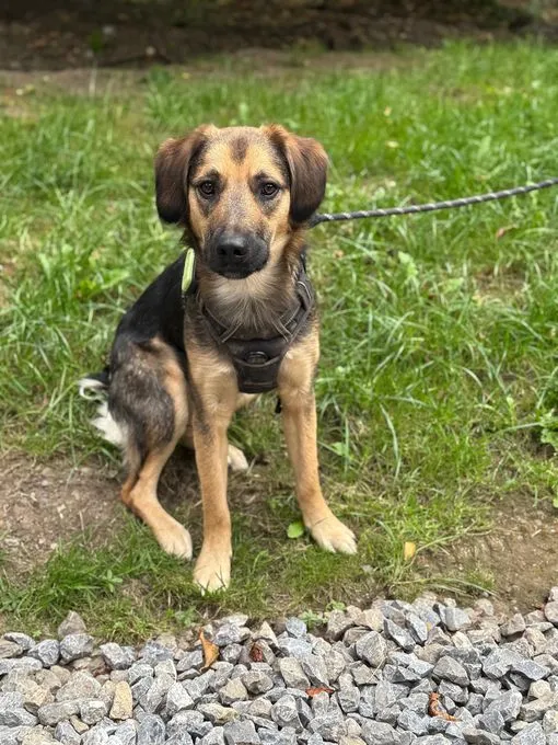 Marty - Mischling  zur Adoption