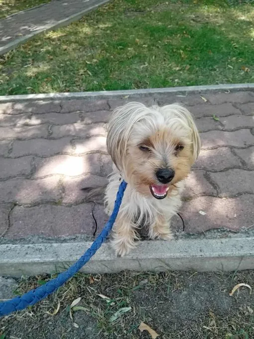 Drops - Yorkshire-Terrier zur Adoption