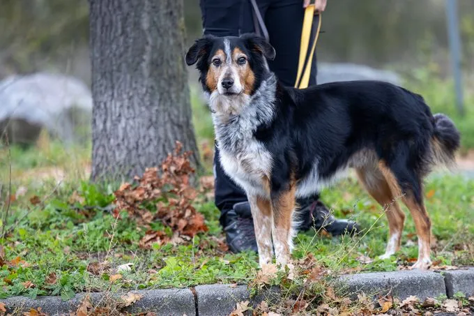 Andy - Mischling zur Adoption