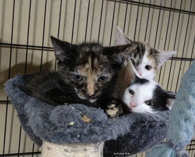 Kätzchen suchen Zuhause - Europäisch Kurzhaar zur Adoption