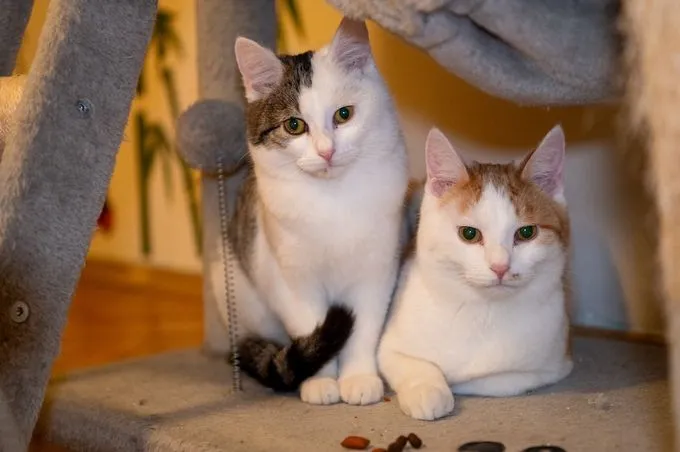 Luzi & Gismo - Europäisch Kurzhaar zur Adoption