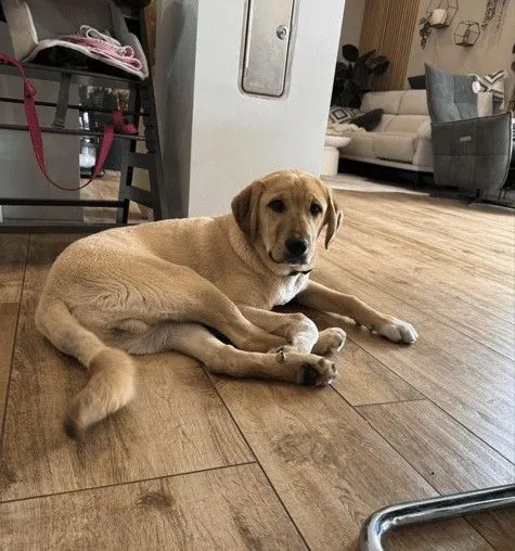 Vermittlungshilfe – Loki - kangal-mix zur Adoption