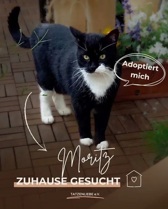 Cat from shelter, Moritz | Schwarz Weiß Ehk Male