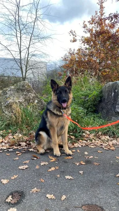 Haribo - Schäferhund zur Adoption
