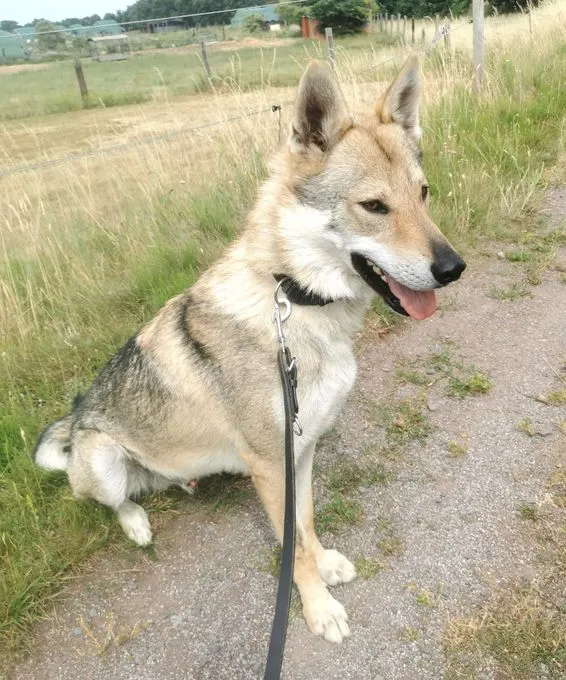Cody - tschechoslowakischer Wolfshund zur Adoption