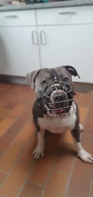 Dog from shelter, Ates | Staffordshire Mix Male