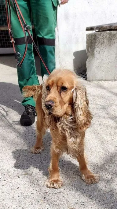 Dog from shelter, Buddy | Cocker Spaniel Male