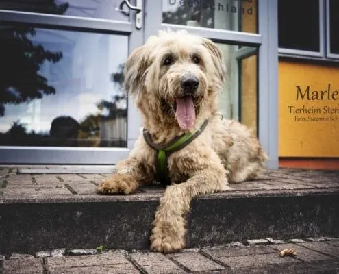 Dog from shelter, Marley | Harzer Fuchs Schafspudel Mix Male