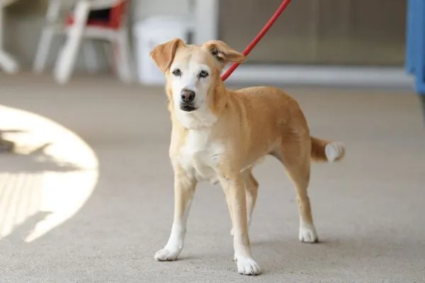 Hund aus Tierheim, Lilly Luna | Terrier Mix Amp Beagle Weiblich