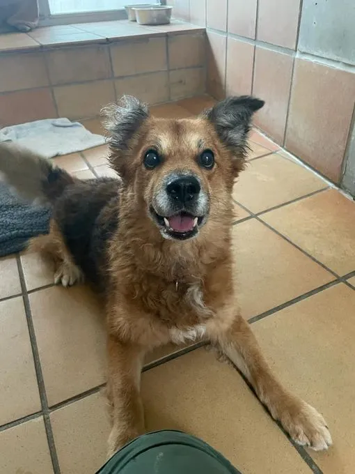Hund aus Tierheim, Luka | Corgi Mix Männlich