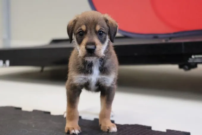 Dog from shelter, Dot | Hell Braun Mischling Male
