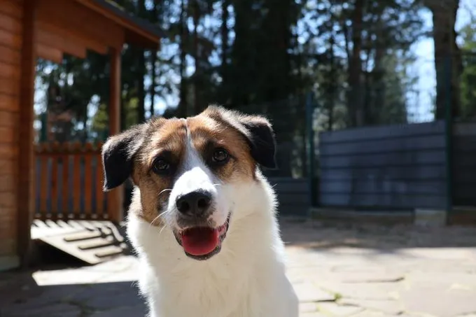 Hund aus Tierheim, Marvel | Weiß Braun Mischling Männlich