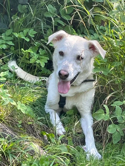 Dog from shelter, Mika | Weiß Mischling Male