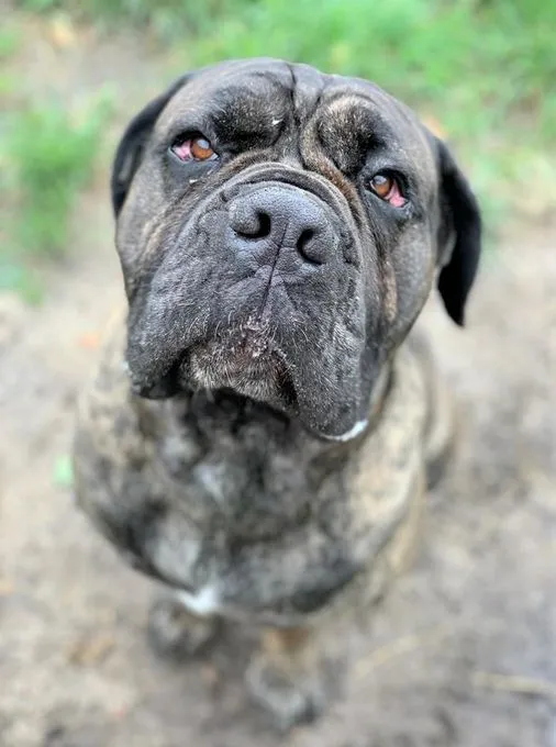 Dog from shelter, Dante | Mastino Mix Male