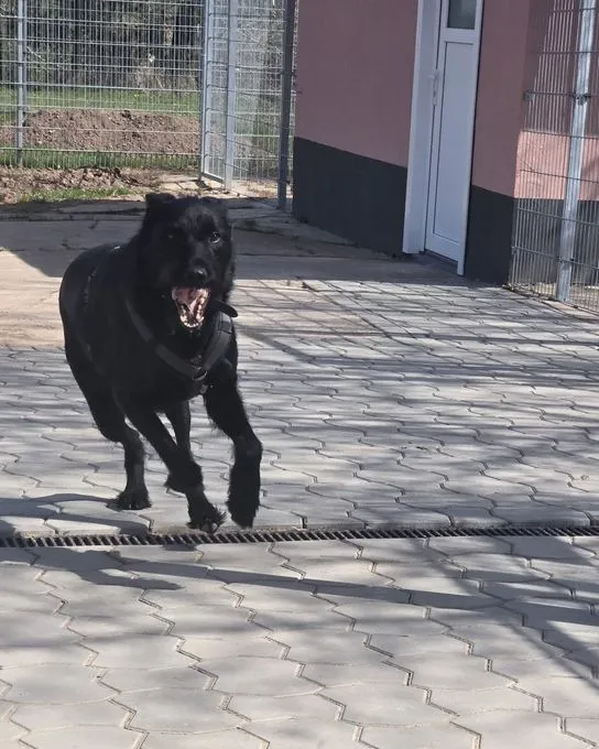 Hund aus Tierheim, Tommy Sucht Das Abenteuer | Schwarz Riesenschnauzer Malinois Mischling Männlich