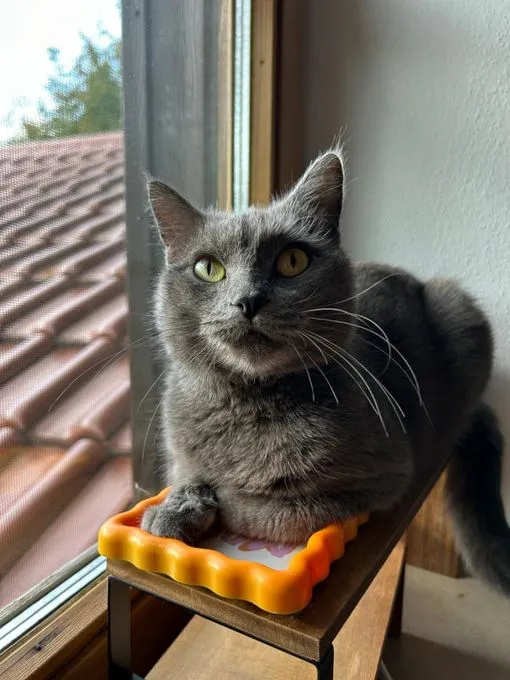 Lila - russisch-blau zur Adoption