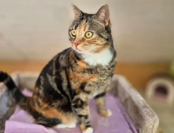 Cat from shelter, Bella | Tricolor Ekh Female
