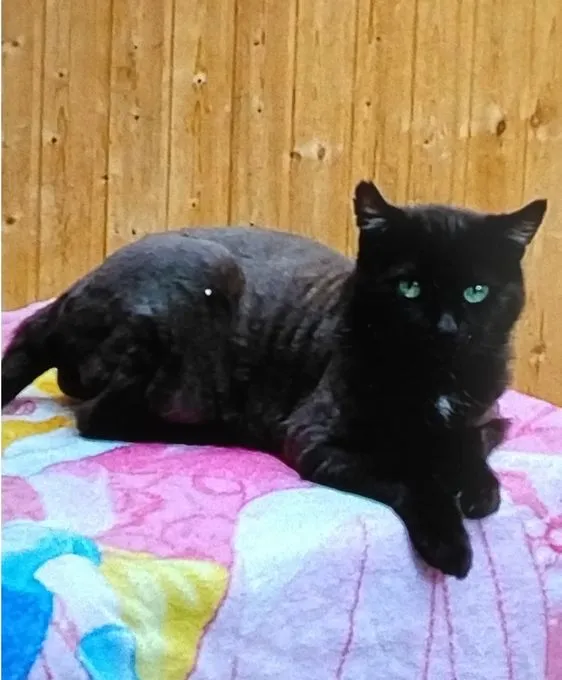 Cat from shelter, Mila Misty Und Joshi | Grau Getigert Schwarz Europäische Hauskatzen Female