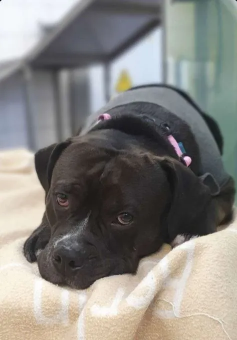 Hund aus Tierheim, Clyde | American Bully Stafford Mix Männlich