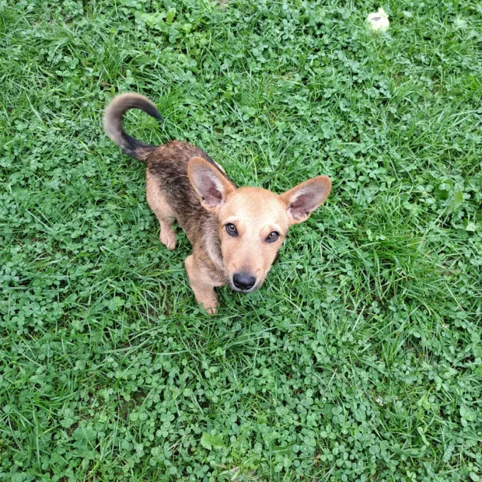 Diego - Mischling zur Adoption