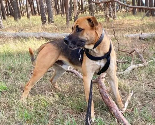 Dog from shelter, Fatman | Schäferhund Mix Male