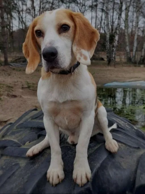 Dog from shelter, Chip | Weiß Braun Beagle Male